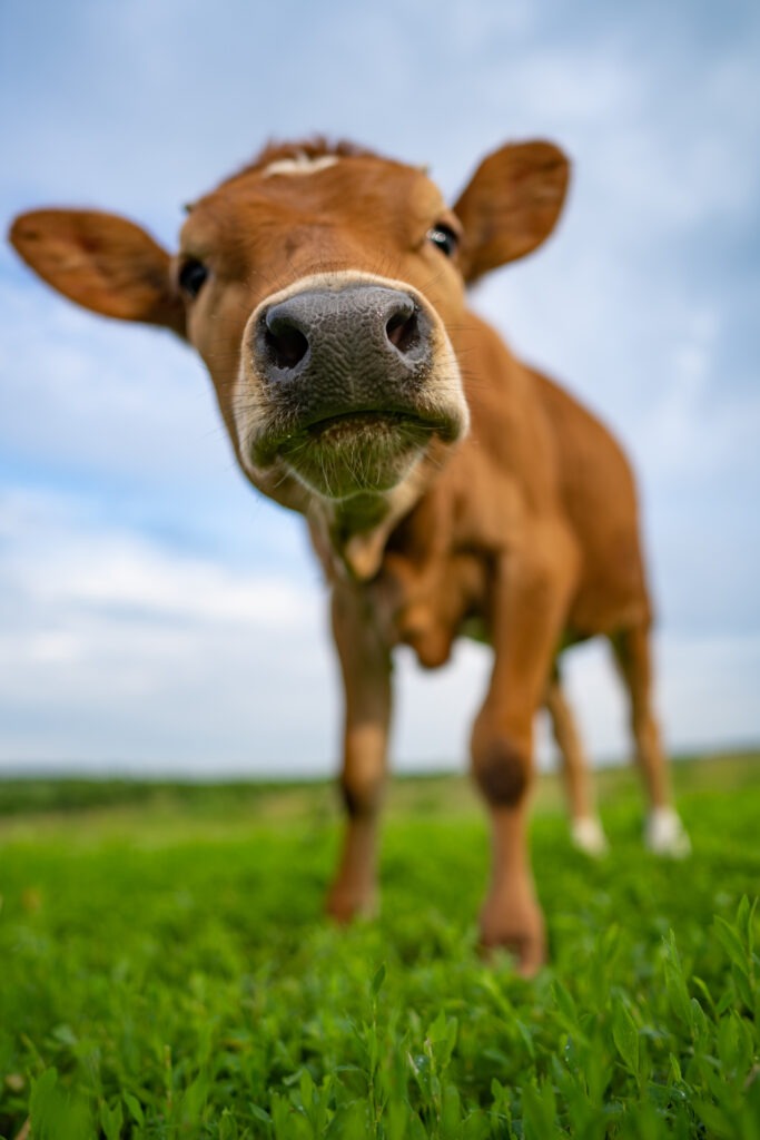portrait of a funny calf, close-up, blurred focus