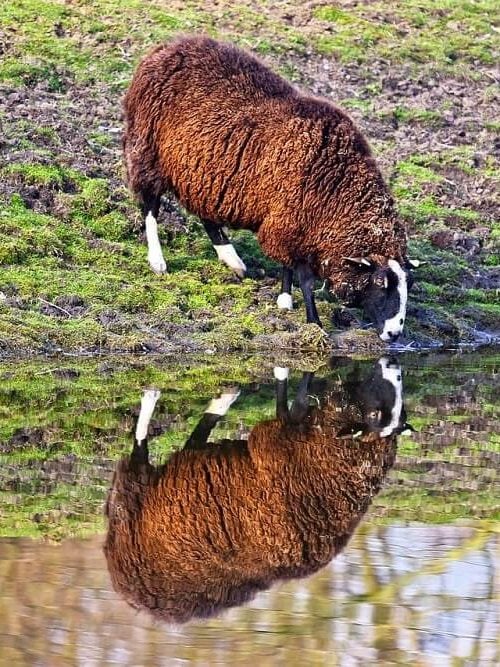 thirsty zwartbles black faced sheep drinking