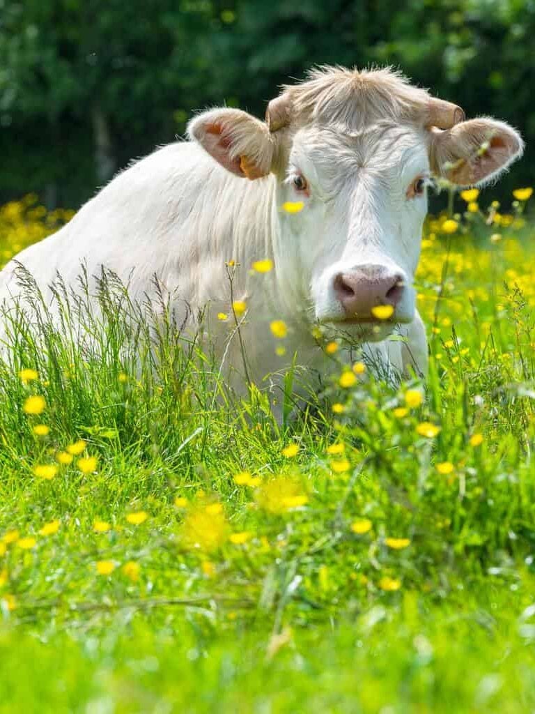 white-cow-names